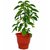 Plantogallery Live Rama Tulsi Plant With-Pot