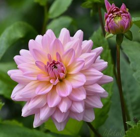 Dahlia Best Quality Flower Seeds Pack Of 50