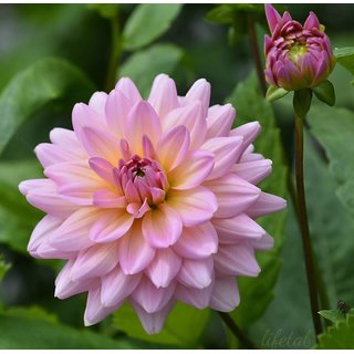                       Dahlia Best Quality Flower Seeds Pack Of 50                                              