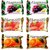 Harmony Fruity Soaps (Mix Pack of 6)