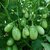 Green Little Brinjal 3x Quality Seeds For Kitchen Garden