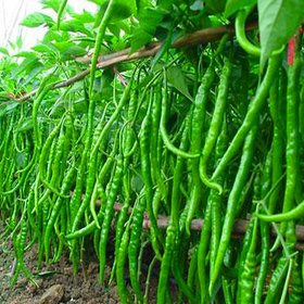 Green Chilli Premium Vegetables Seeds