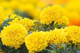 African Marigold Best Quality Seeds - 50 Per Pack