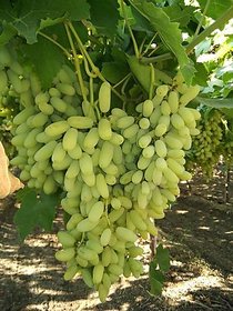 Modern Plant Live Green Long Seedless Grapes/Angoor Plant With Pot