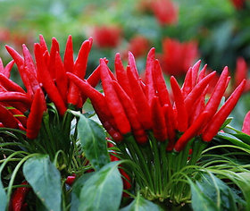 Seeds-30 Red Pepper Chili Capsicum Frutescens Organic Vegetables - Rare
