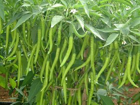 Vegetable Seed  Green Chilly Seed For Kitchen garden