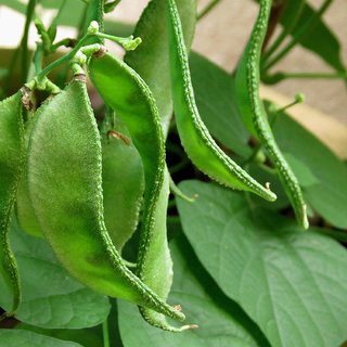sm  Chedi Avarai Lablab Purpureus,Hyacinth,Dolichos Bean,Chedi Avarai (20 Seeds)