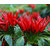 Seeds-30 Red Pepper Chili Capsicum Frutescens Organic Vegetables - Rare