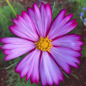 Cosmos flower Best Quality Seeds - 50 Seeds Pack