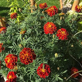 French Marigold best quality seeds