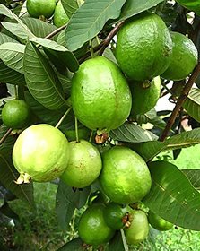 Modern Plants LiveNashik Guava/Amrood/Peru/Psidium Guajava Healthy Fruit Plant With Pot