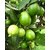Plantogallery LiveNashik Guava/Amrood/Peru/Psidium Guajava Healthy Fruit Plant With Pot