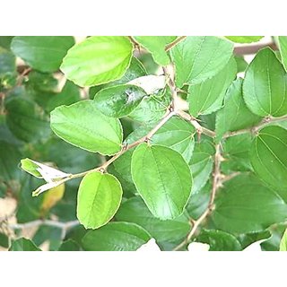                       Urancia Ber Leaves Ber Ka Patta Zizyphus Jujuba 100g for Pooja                                              