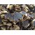 Urancia Farm Fresh Kali Haldi Black Turmeric For Plantation 7Pcs Recent Harvest