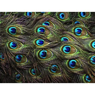                       Urancia Big Size Best Quality Natural Peacock Feathers 10piece 40inch for Pooja                                              