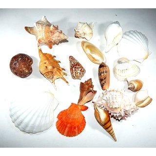                       Urancia Sea Shell For Beach Party Decorative Crafts and Laxmi Pujan 150g                                              