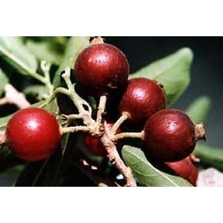                       Urancia Sacred Dried Ankol Alangium Salviifolium Seed Fruit with seed 50g                                              