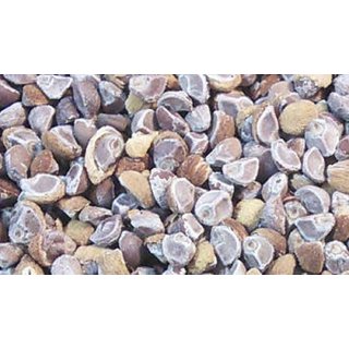 Urancia Vidhara Seeds Argyreia Speciosa Sweet Vruddhadaru 150g for Plantation