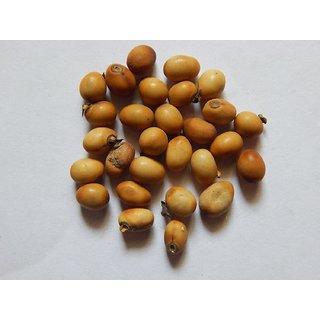                       Urancia Natural Shwet Gunja for Pooja Healing 108 Beads                                              