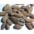 Urancia Samudraphal Indian Oak Tree Barringtonia Acutangula 100gm for Pooja