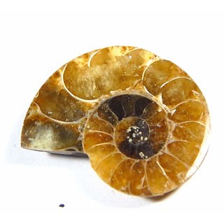 Urancia Anniruddhah Sudarshan Shaligram 1.5cm - 2.5cm from Kali Gandaki 1 pcs Urancia Anniruddhah Sudarshan Shaligram 1.5cm - 2.5cm from Kali Gandaki 1 pcs