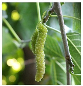 Modern Plants Live Green Long Shahtoot/Mulberry Fruit Plant With Pot