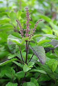 Modern Plants Live Kapoor Tulsi/Tulsa Herbal Plant With Pot