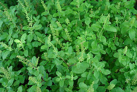 Modern Plants Live Rama Tulsi/Tulsa Holy Plant With Pot - Medicinal Plant