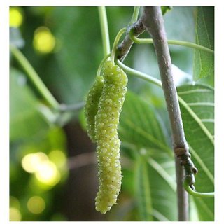                       Modern Plants Live Green Long Shahtoot/Mulberry Fruit Plant With Pot                                              