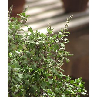                       Modern Plants Live Krishna/Shyama Tulsi HerbalBig Plant With Pot                                              