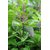 Modern Plants Live Kapoor Tulsi/Tulsa Herbal Plant With Pot