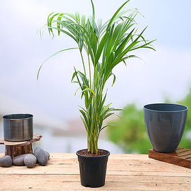 Modern Plant Live Coconut Fruit Plant With Pot - Healthy Plant