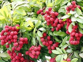 Modern Plants Live Litchi/Lychee Sweet Fruit Plant With Pot