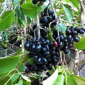 Modern Plants Live Asadi jamun - Asada Jamun - Syzygium cumini Fruit Plant With Pot