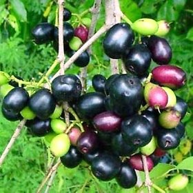 Modern Plants Live Badama jamun -  Jamun - Syzygium cumini Fruit Plant With Pot