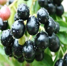 Modern Plants Live Bhado jamun -  Jamun - Syzygium cumini Fruit Plant With Pot