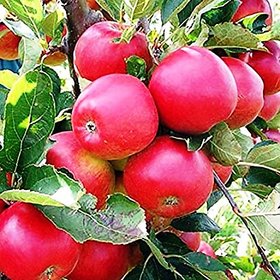 Modern Plants Live Kashmiri Seb - Apple Fruit Plant