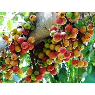 Modern Plants Live Gooler - Gular - Cluster fig Fruit Plant With Pot