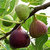 Plantogallery Live Anjeer - Ficus carica - Common Fig Fruit Plant With Pot