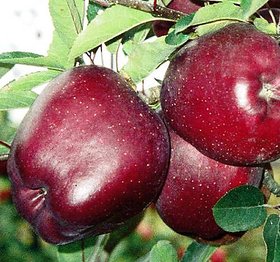 Modern Plants Live Himachal Apple - Seb Fruit Plant