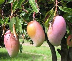 Modern Plants Live Sundari Mango - Aam Grafted Fruit Plant