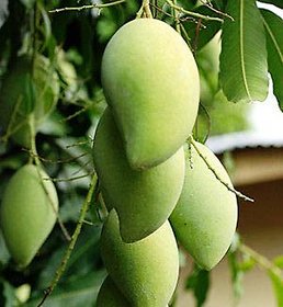 Modern Plants Live Mallika Mango - Aam Grafted Fruit Plant