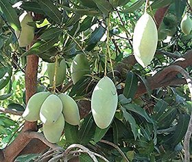 Modern Plants Live Totapuri Mango - Aam Grafted Fruit Plant