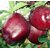 Modern Plants Live Himachal Apple - Seb Fruit Plant