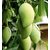 Modern Plants Live Mallika Mango - Aam Grafted Fruit Plant