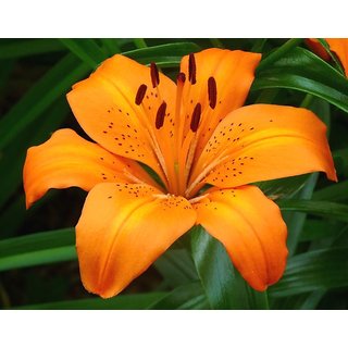                       Modern Plants Live Orange Lily Lovely Flower Plant With Pot                                              