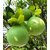 Plantogallery Live Chakotra - Pomelo Healthy Fruit Plant With Pot