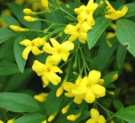 Plantogallery Live Yellow Jasmine - Chameli Aromatic Flower Plant With Pot