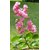 Modern Plant Live Pink Largestonia Flower Plant With Pot - Decorative Flower Plant