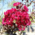 Modern Plant Live Red Largestonia Flower Plant With Pot - Decorative Flower Plant